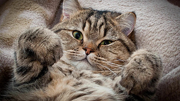 Cat, Lovely , Heart-melting cuteness, Endearing feline HD wallpaper