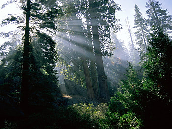 Forest, ea HD wallpaper