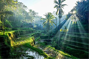 Bali, Ubud travel guide, Cultural paradise, Explore the heart of Bali HD wallpaper