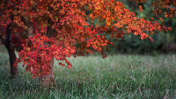 Landscape, Trees HD wallpaper