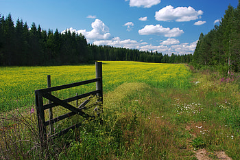 Nature, Flowers, Clouds, Fencing, Enclosure, Meadow, Gate, Wicket HD wallpaper