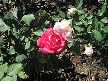 A green day at Edmonton garden 39, white, graphy, garden, Roses, pink, leaves, green, red, Flowers HD wallpaper