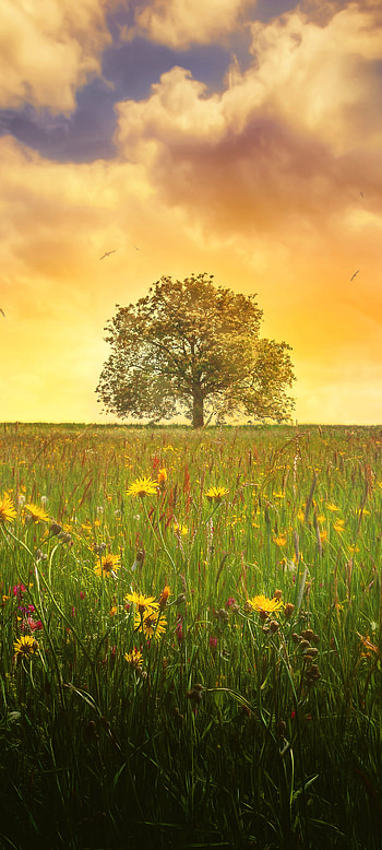 Lonely tree, spring, nature, tree HD phone wallpaper