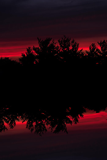 Nature, Sunset, Bush, Reflection, Silhouette HD phone wallpaper