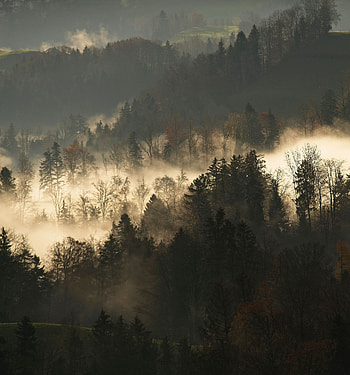 Nature, Trees, Dark, Forest, Fog, Branches HD phone wallpaper