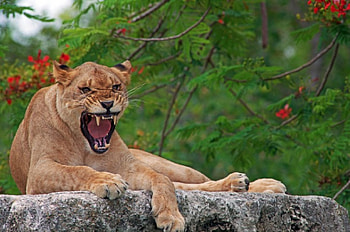 *** Be careful ... I'm evil ***, feet, trees, puma, animals HD wallpaper