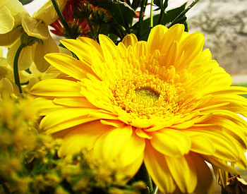 Flower, nature, daisy, yellow HD wallpaper