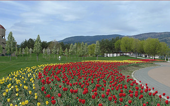 Nature, Flowers, Tulips, Flower Bed, Flowerbed HD wallpaper
