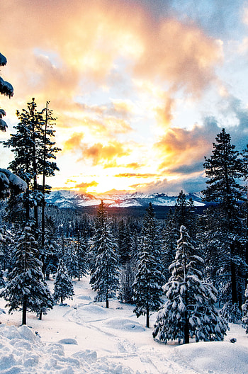 Winter, Nature, Mountains, Snow, Forest HD phone wallpaper