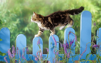 kitten balance, kitten, balance, animals, beautiful, nature HD wallpaper