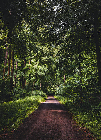 Nature, Trees, Grass, Road, Forest, Dahl, Distance HD phone wallpaper