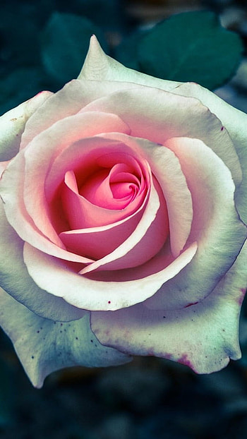 Rose Flower, Rose Flower HD phone wallpaper