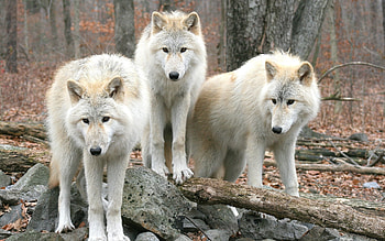 Animals, Wolfs HD wallpaper