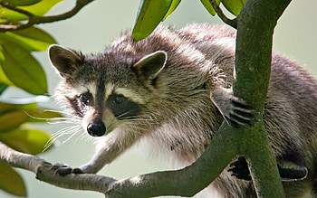 ***, animal, pracz, animals, szop HD wallpaper