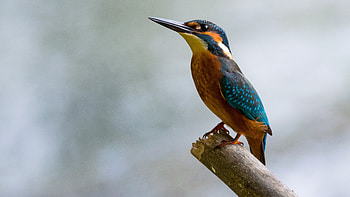 ultra , Stunning , Beautiful bird, Background HD wallpaper
