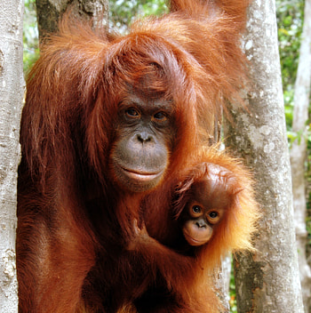 Orangutan , Animal HQ , , 2019 HD phone wallpaper