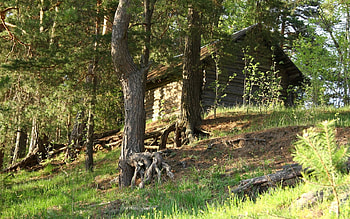 Nature, Trees, Small House, Lodge, Roots, Log HD wallpaper