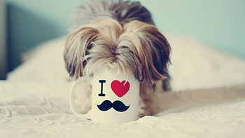 Mug, Mustaches HD wallpaper