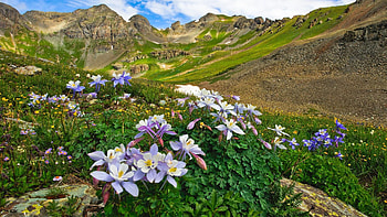 Mountain Meadow in Colorado, sky, flowers, blossoms, landscape, clouds, usa HD wallpaper