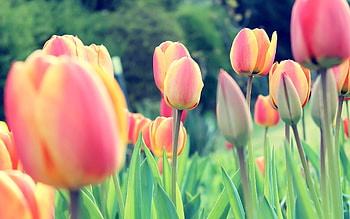 Easter Tulips, tulip, flowers, nature HD wallpaper