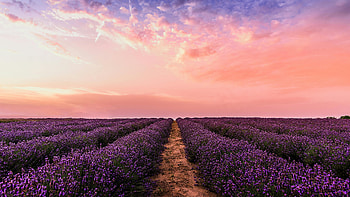 Endless Lavender Fields At Sunset, lavender, sunset, sky, clouds, cloud, nature HD wallpaper