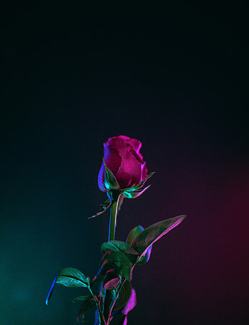 Rose, bud, stem, portrait HD phone wallpaper