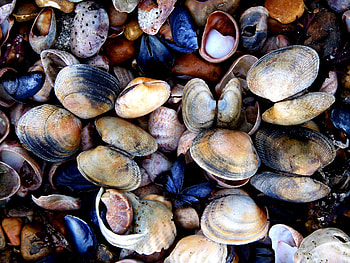 seashells, shell, shells, seashell HD wallpaper
