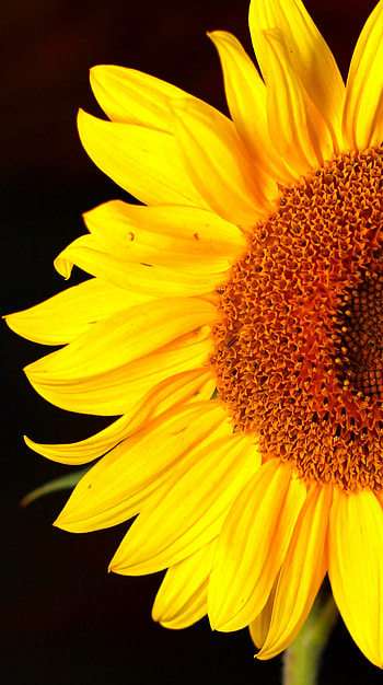 Sunflower background, CC-licensed , , Vibrant colors HD phone wallpaper