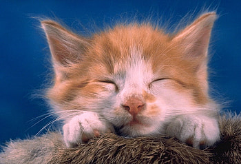 sleeping kitty, sweet, animal, nap, cute, sleeping HD wallpaper