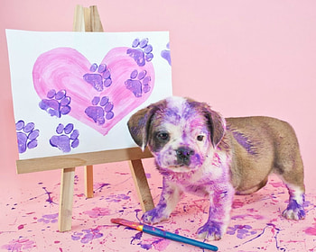 Cute Dog, animal, dog, paint, cute, funny HD wallpaper