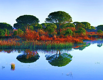 Autumn shoreline, autmn, orange gold, trees, water, reflections, shoreline HD wallpaper