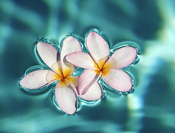 Tropical flowers background, , Vibrant colors, Nature's paradise HD wallpaper