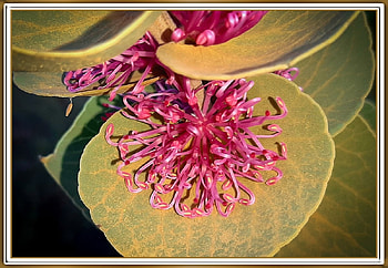 FRAMED FLOWERS, PRETTY, NATURE, FLOWERS HD wallpaper