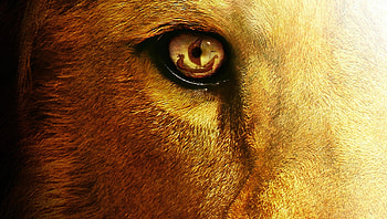 The Chronicles of Narnia: The Voyage of the Dawn Treader (2022) movie HD wallpaper