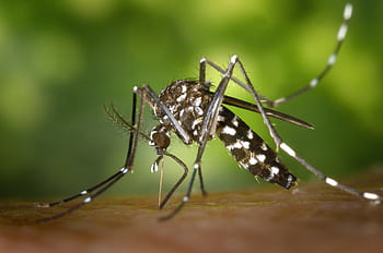 Detailed macro capture of Aedes albopictus mosquito on human skin. HD wallpaper