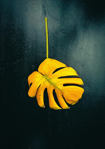 Plant, Macro, Leaflet, Monstera HD phone wallpaper
