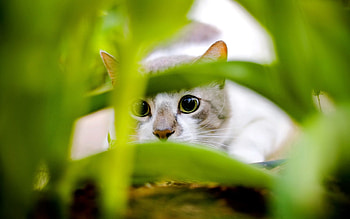 Animals, Grass, Cat, Grey, Hunt, Hunting HD wallpaper