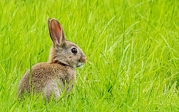 hare, green grass, wildlife, cute animals, hares, Lepus HD wallpaper