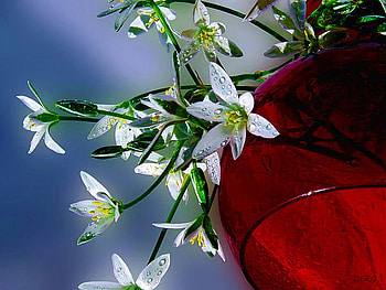 Winter whites - still life, white, red vase, green, flowers, winter arrangement HD wallpaper
