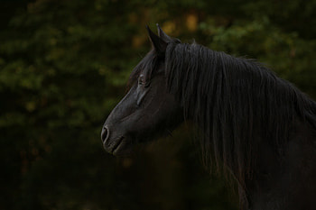 Black horse, animal, muzzle HD wallpaper