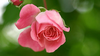 pink rose bud , garden, pink, flowers, rose bud HD wallpaper