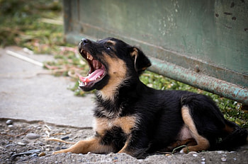 German shepherd, dog, sweet, animal, dogs, cute, beautiful, puppys, puppy, pretty, animals, lovely HD wallpaper