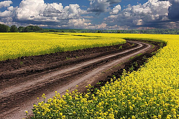 Landscape, blue sky, fields, nature, yellow HD wallpaper