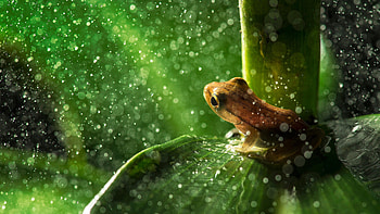 Frog bokeh leaf , Nature's beauty, Tranquil backdrop, Bokeh effect HD wallpaper