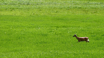 Animals, Grass, Field, Stroll, Deer HD wallpaper