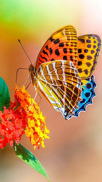 Argynnis hyperbius, Butterflies HD phone wallpaper