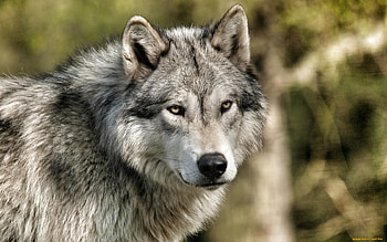 Animals, Wolfs HD wallpaper