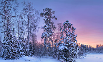 Tree, forest, winter, sunset HD wallpaper