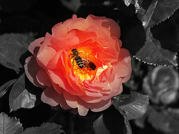 Insects, Bees HD wallpaper