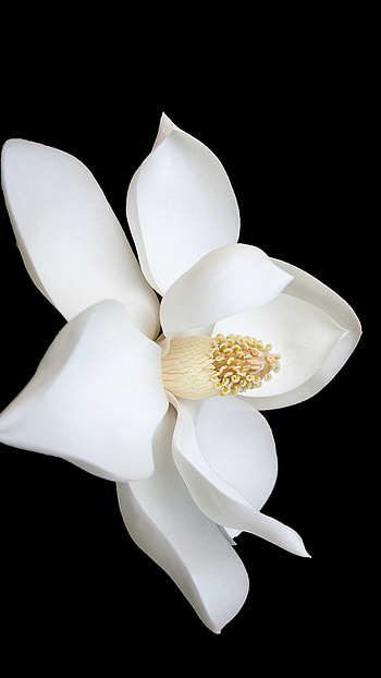 Magnolia's allure, Blossom in full, Nature's masterpiece, Beautiful petals HD phone wallpaper